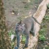 How To Visit Ubud Monkey Forest In Bali