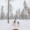 Huskies, Reindeers And The Northern Lights In Lapland, Finland