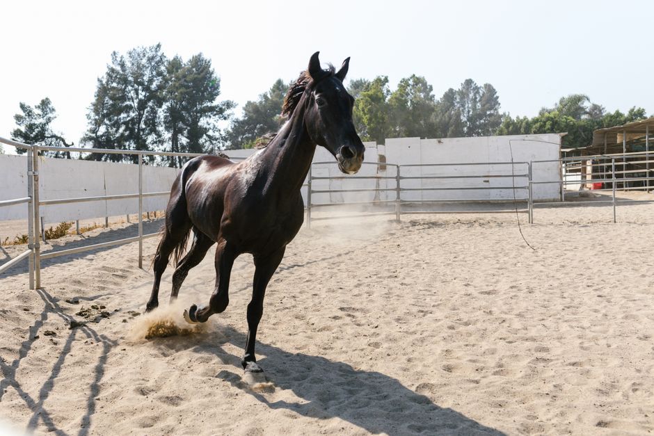 A majestic black stallion running across a sandy pen in a ranch setting with trees in the 