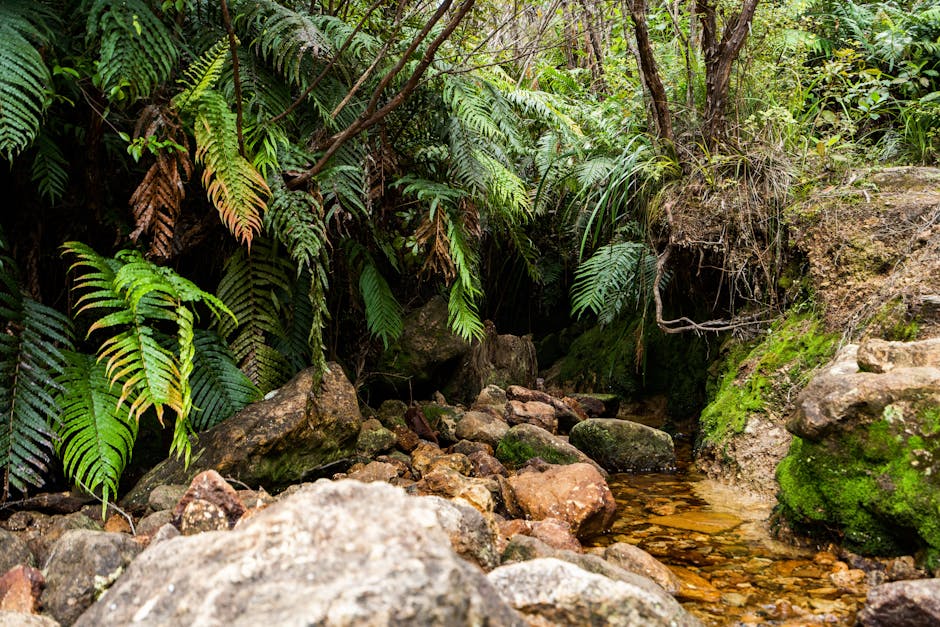 Tranquil forest stream surrounded by lush greenery and rocks in Waikato, New Zealand.