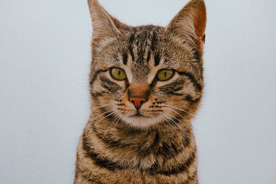 Detailed close-up of a tabby cat with striking green eyes and a neutral background.