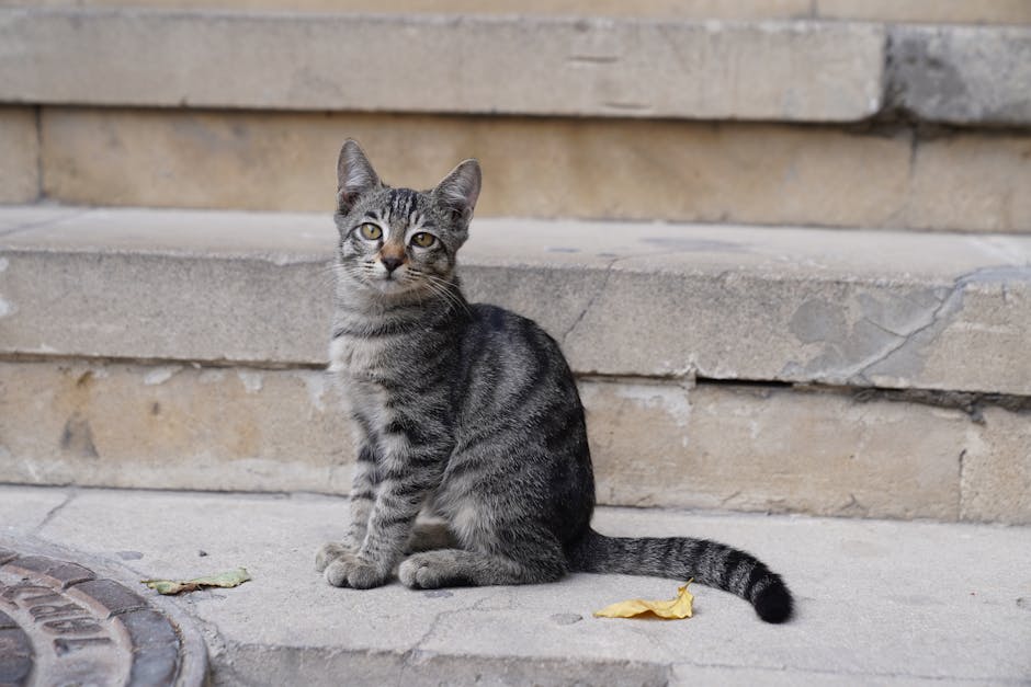 Adorable tabby cat perched on outdoor stone steps, gazing curiously.